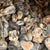 Bulk Rock Tumbling Rough - Botswana Agate | Bulk Rock Tumbling Rough - Botswana Agate