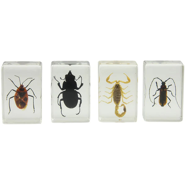 Celestron 3D Bug Specimen Kit #1 (44407) - All-Star Telescope Canada - For All Things Astro, Binoculars, and Science | Celestron 3D Bug Specimen Kit #1 (44407)