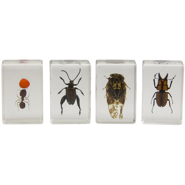 Celestron 3D Bug Specimen Kit #3 (44409) - All-Star Telescope Canada - For All Things Astro, Binoculars, and Science | Celestron 3D Bug Specimen Kit #3 (44409)