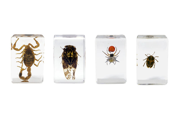 Celestron 3D Bug Specimen Kit #4 (44424) - All-Star Telescope Canada - For All Things Astro, Binoculars, and Science | Celestron 3D Bug Specimen Kit #4 (44424)