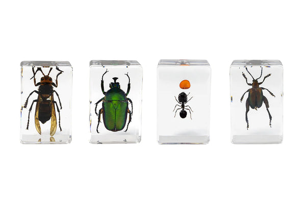 Celestron 3D Bug Specimen Kit #5 (44425) - All-Star Telescope Canada - For All Things Astro, Binoculars, and Science | Celestron 3D Bug Specimen Kit #5 (44425)
