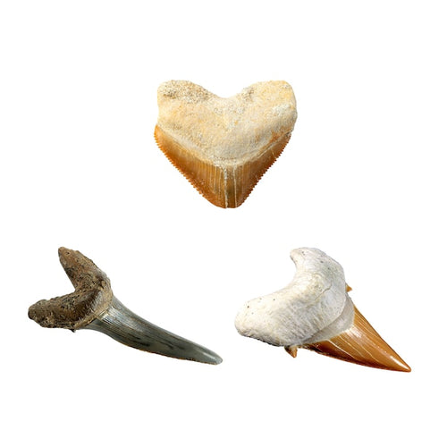 National Geographic Shark Tooth Dig Kit (816448024412) – All